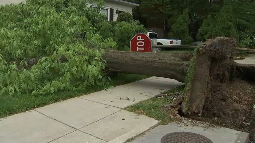 Toppled tree on McKinley Street