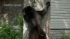Black bear wanders into Maryland neighborhood and naps in tree for hours