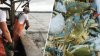 Maryland crab watermen hope higher tariffs will aid their struggling industry